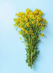 A bouquet of fresh bright yellow flowers of winter cress on a blue background. Copy space text.