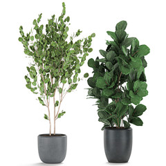 decorative trees in flower pots isolated on white background