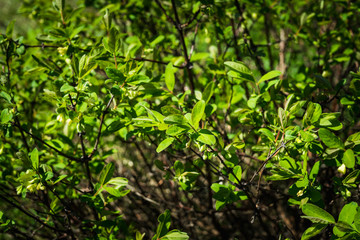 Blooming honeysuckle branch with new green leaves. Selective focus. Shallow depth of field.
