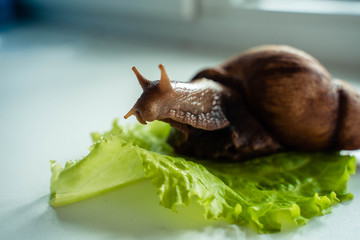 Achatina big snail sits on lettuce leaf