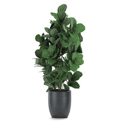 decorative Ficus lyrata in a pot Isolated on a white background