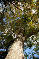 Fototapeta premium view of tall London Plane tree looking up into leaf canopy in the Autumn