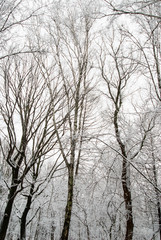 Fototapeta na wymiar Trees on a background of snowy forest and sky. Winter landscape.