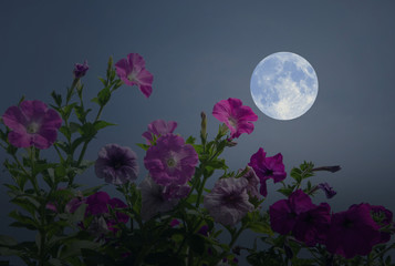 Beautiful full moon with morning glory flowers