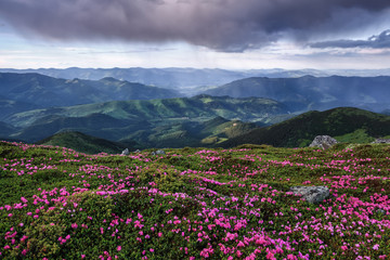 Fototapeta na wymiar Beautiful summer scenery. Majestic photo of mountain landscape with beautiful dramatic sky. The rhododendron flowers grow at the rocks. Save Earth. Concept of nature rebirth.