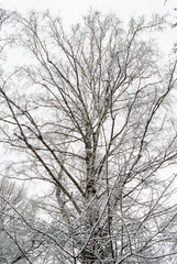 The top of a birch on a white sky background in a winter park.