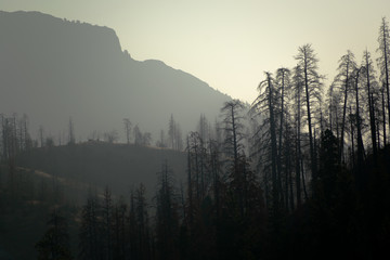 sunrise over the burnt trees on the mountain hills 