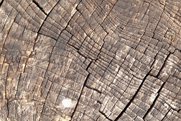 Close up old beautiful rich wood texture background with cracks for design and text.