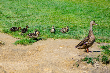 wild ducks on the road