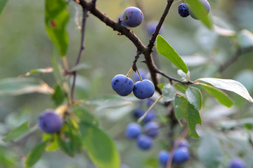 Wild plum fruit on a branch. Branch with ripe plums. Plum branch with leaves and fruits