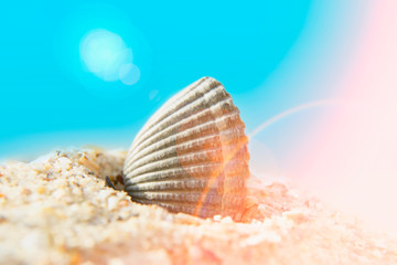 Close up sea shell in sand and in sunlight as symbol of summer holiday, rest and travel