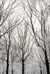 Trees on a background of snowy forest and sky. Winter landscape.