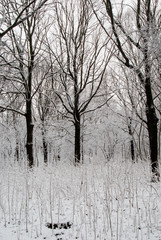 Trees among the snow in the park. Winter landscape.