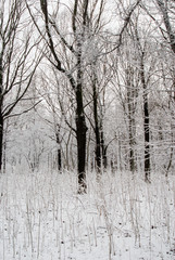 Trees among the snow in the park. Winter landscape.