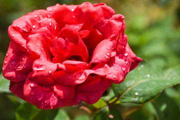 Obraz premium big red rose velvet texture with water drops