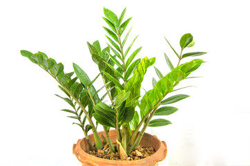 Beautiful zanzibar pot on white background