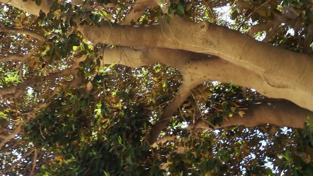 Arboles milenarios en la ciudad de Alicante parques y jardines