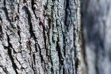 Close Up of the Bark of an Oak Tree