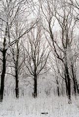 Trees among the snow in the park. Winter landscape.