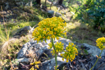 Plantas en su estado natural amarillas