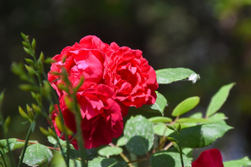 big red velvet texture rosebush