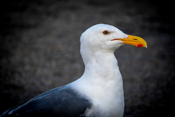 seagull on a rock