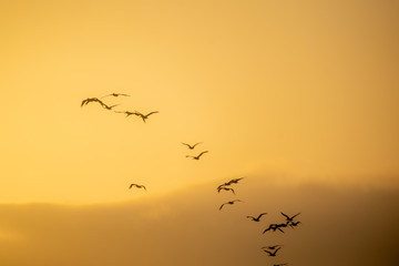 flock of birds over monterey bay california