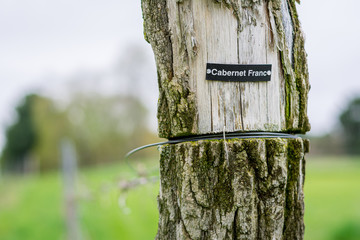 A Mossy Vineyard Post with a Cabernet Franc Label