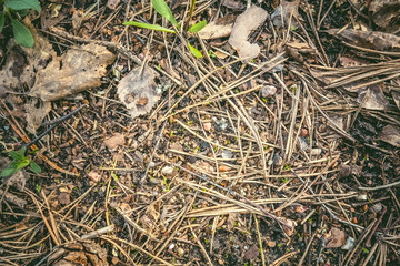 The texture of the dried needles from a pine lying on the ground