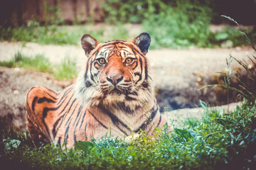 Sumatran tiger (Panthera tigris sumatrae) beautiful animal and his portrait, Portrait of tiger, zoo