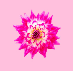 Red and white dahlia macro close-up，Dahlia pinnata Cav.