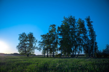 Trees, forest, field, grass in summer on a Sunny day. The green meadow is illuminated by the sun. A small birch forest.