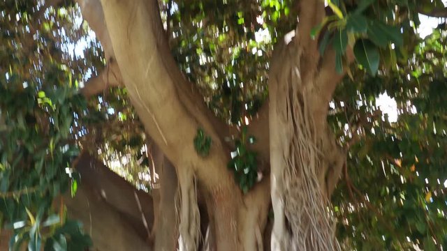 Arboles milenarios en la ciudad de Alicante parques y jardines