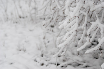 Snow-covered bushes on a background of a winter forest. Winter landscape.