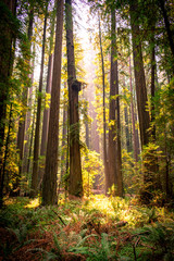 sunlight in the redwood forest california