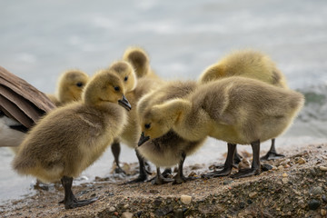 Baby geese are exploring the beach with mother goose close by 