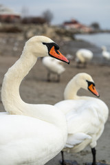 Fototapeta premium Flock of swans by the sea