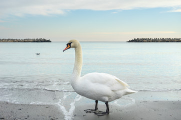 White swan by the sea