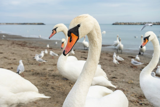 Flock of swans by the sea