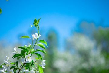 Apple branches on a background of green trees with space for text. Blooming Apple tree in the garden. Copy space.