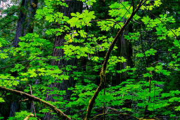 green forest background
