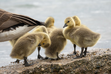 Baby geese are exploring the beach with mother goose close by 