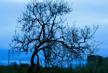 Dry tree over city background in the blue hour. Loneliness Terror
