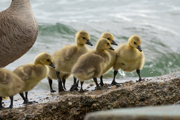 Baby geese are exploring the beach with mother goose close by 