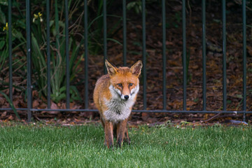 Photo of a red beautiful fox in a park in London staring at the front