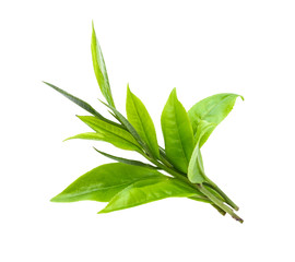 Young green tea leaves Isolated on a white background. - obrazy, fototapety, plakaty