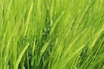 Spring: the barley (Hordeum vulgare) in the sunshine
