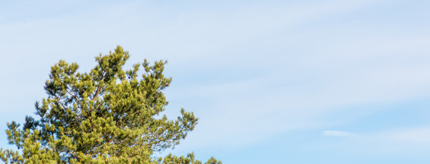 Green tree on a background of blue sky with cirrus clouds. Banner, natural background.