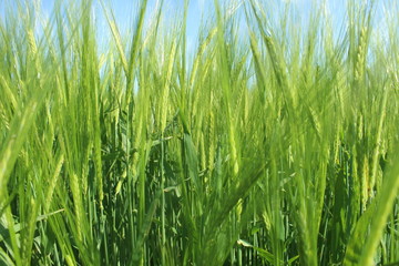Spring: the barley (Hordeum vulgare) in the sunshine