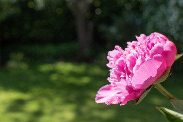Pinkfarbene Pfingstrose im Grünen